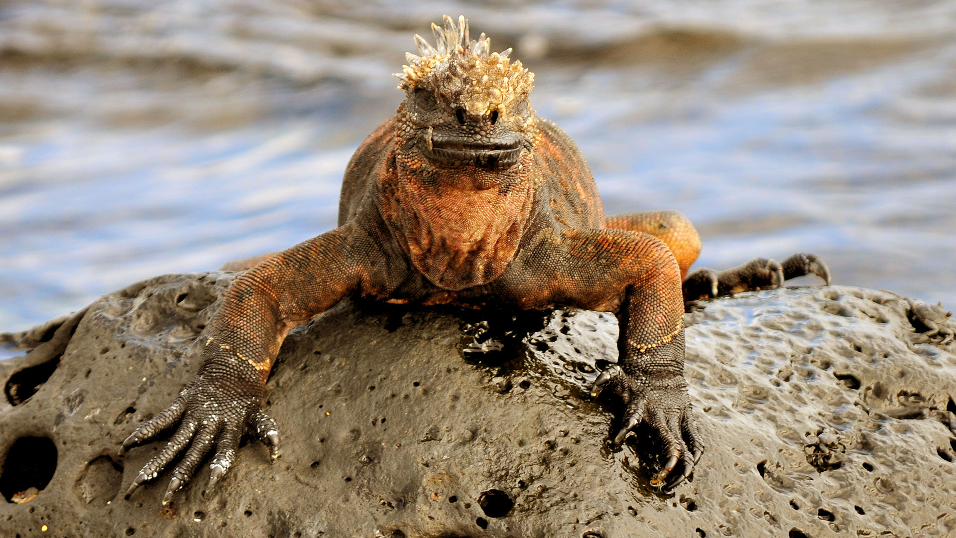 L iguane marin des Galapagos Photos Futura